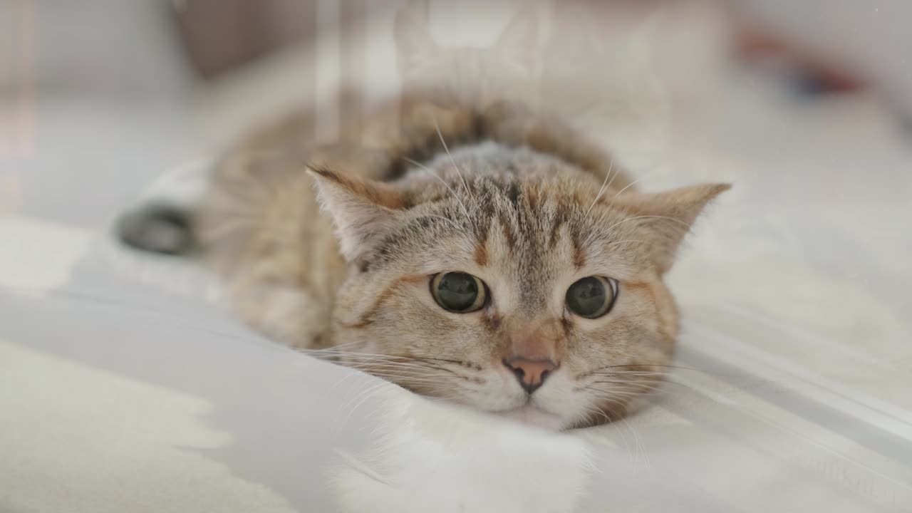 Relaxing Cat Therapy Vol. 2: Purrfectly Calm