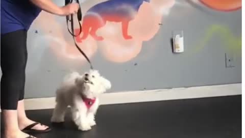 Cute little excited dog training