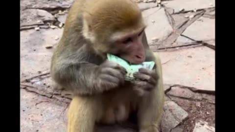 Funny🤣🤣 monkey comedy