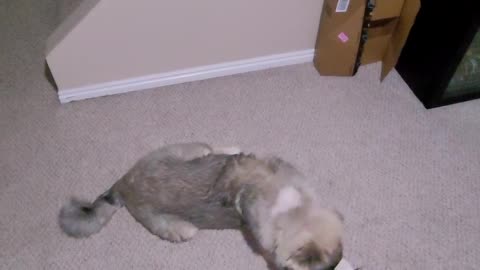 Pixie's 5th Day With Drew - Caucasian Ovcharka Dog - Caucasian Shepherd