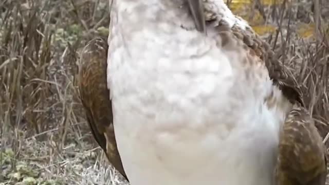 Blue-footed boobies