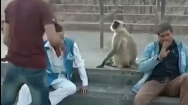 Funny monkey video