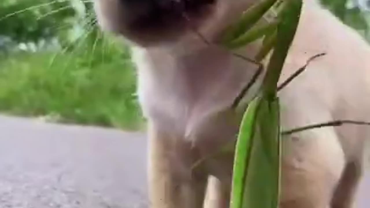 A puppy and a praying mantis...