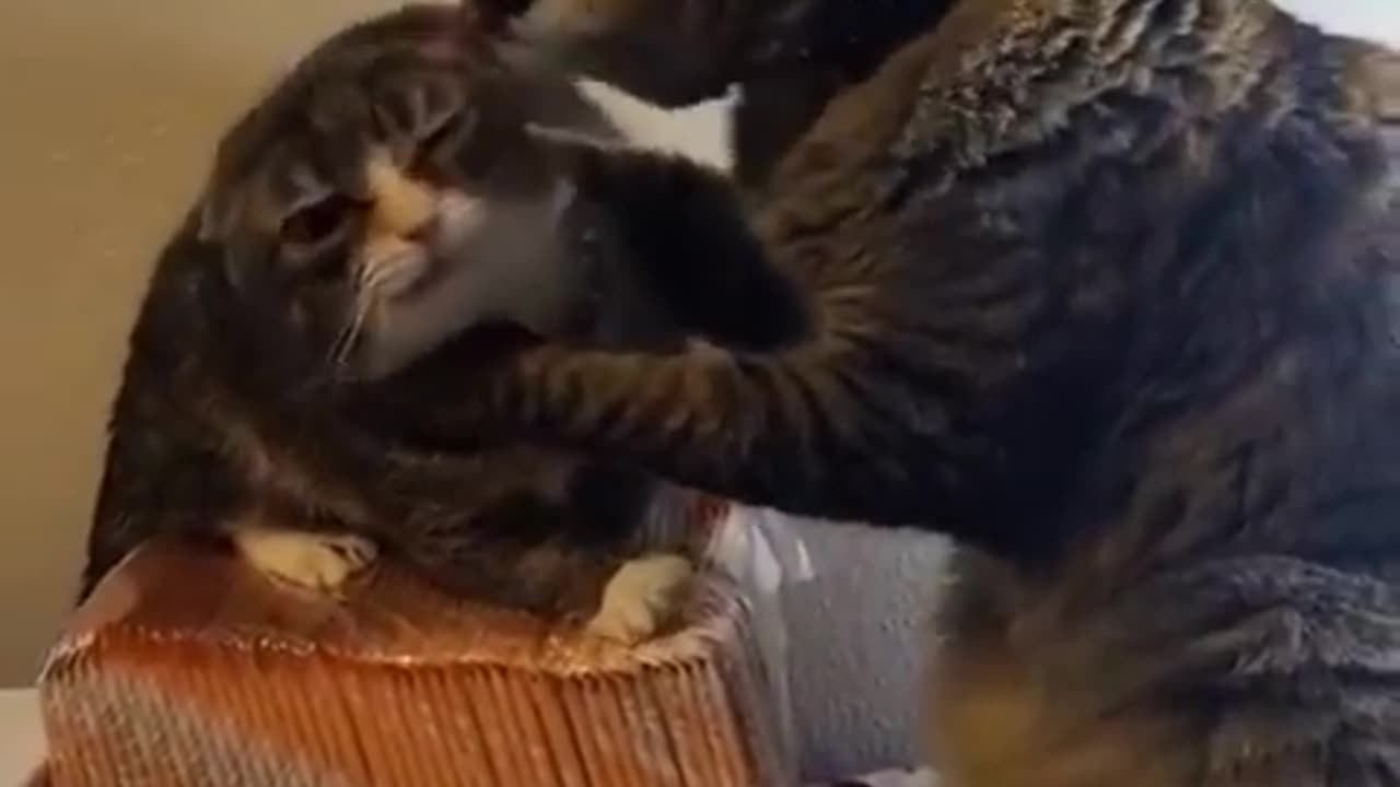 Best Funny Animal Videos of 2022 Funniest Animal Cat& Dog 2022