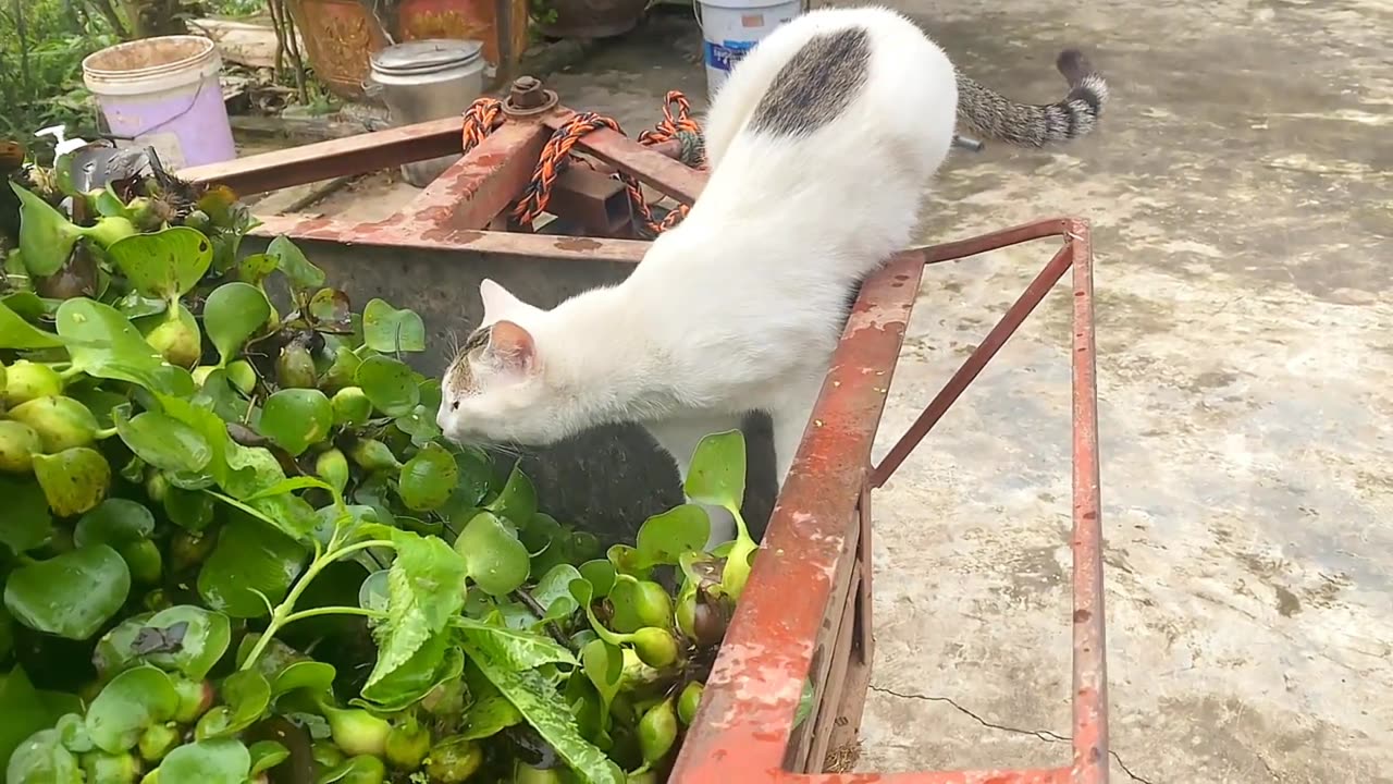 Cute cat and funny 🤣🤣