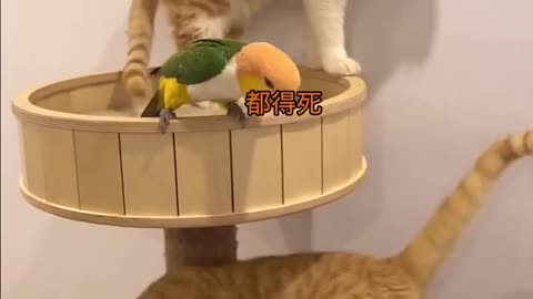 Smart Cats And Funny Parrots Parrot Talking Videos Compilation - Funniest Parrots