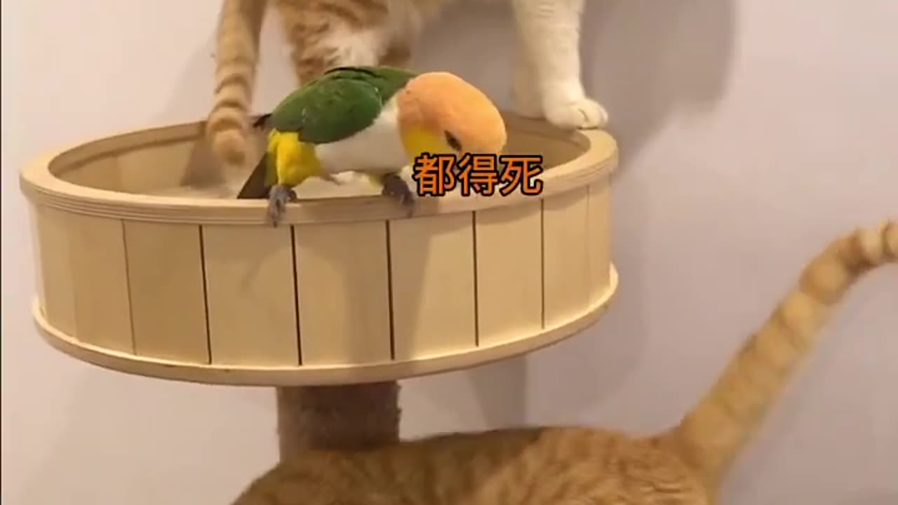 Smart Cats And Funny Parrots Parrot Talking Videos Compilation - Funniest Parrots