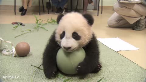 PLEASE WATCH THIS CUTE PANDA- for me to help pay my moms hosptal bills♥