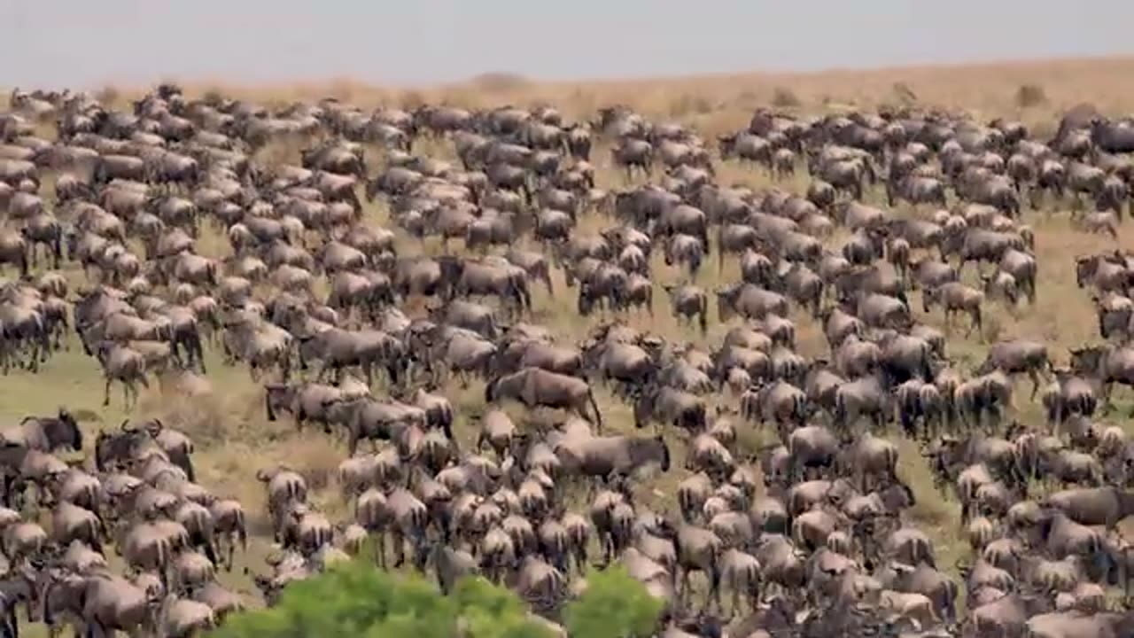 The Great Migration - Wildebeest Migration from the Serengeti to the Masai Mara, Crossing Mara River