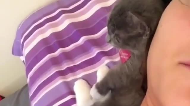 The cat pillow