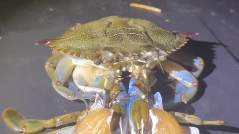 OMG ! Crab Transformation 🦀