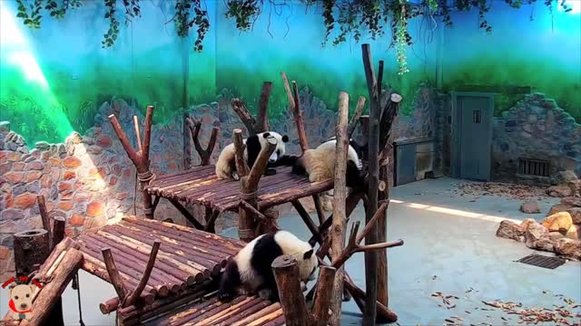 Collection of adorable panda videos from 2018 Chinese panda culture