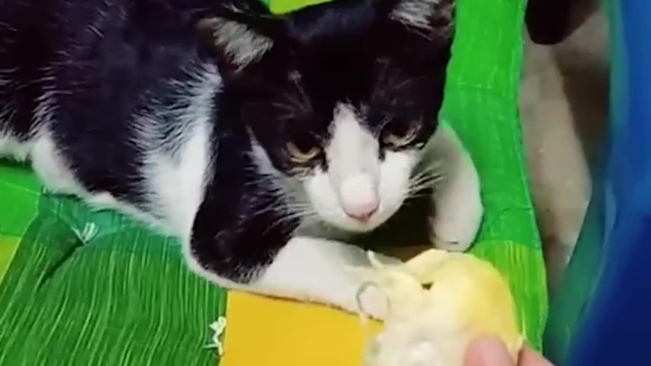 Funny Cats and Dogs 2023