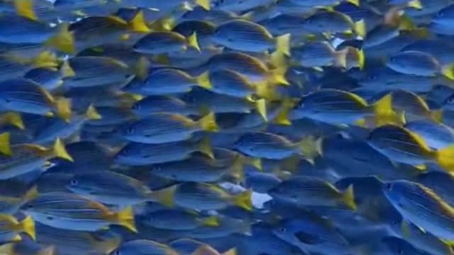 So many fish! What a spectacle!