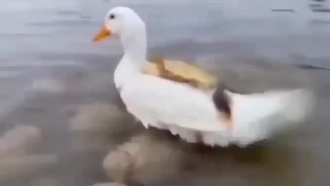 Fish and baby dog playing together