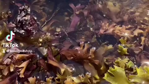 Seamoss Explained