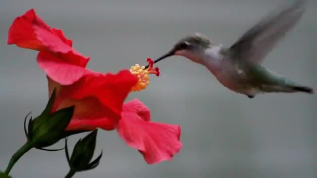 Humming Bird