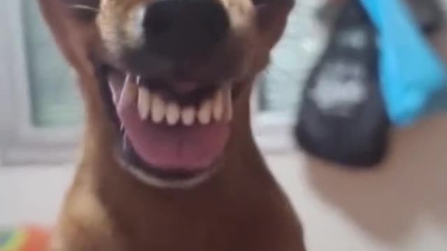 Funny dog