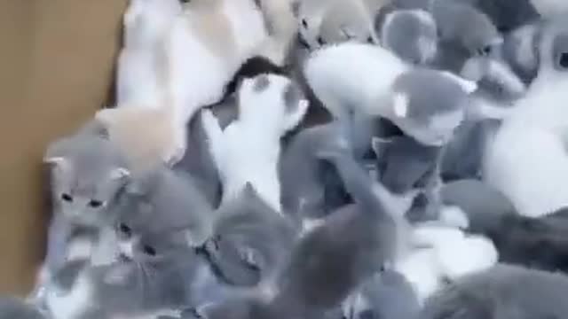 Funny and viral videos of cat and dog
