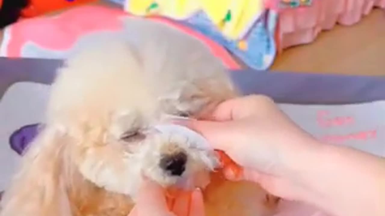 cute #pet #poodle #thucung #funny #funnyvideo #foryou new 2024