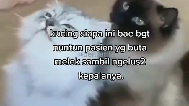 Cat animals funny cute 14
