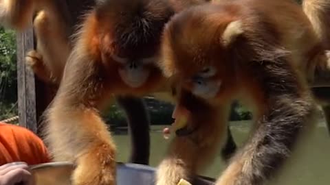 Don't grab all the bananas