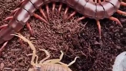 Stalkar scorpion.vs.giant certipede