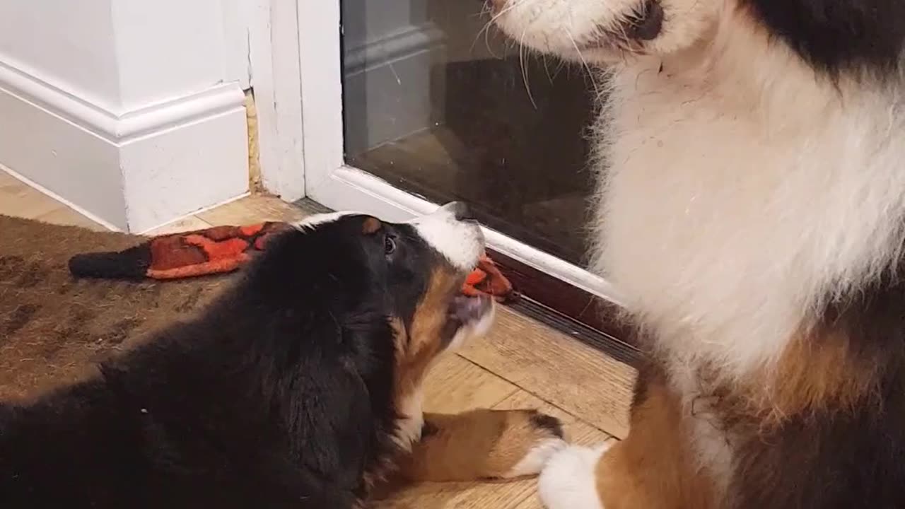 Bernese Mountain Dogs is a master of side eye