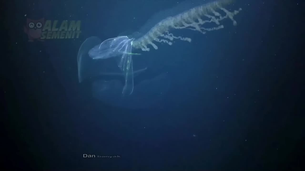 The Deep Sea