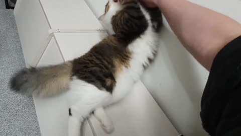 Whenever treat is late, I will bite Hooman once🐱