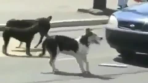 The dog that stopped the car