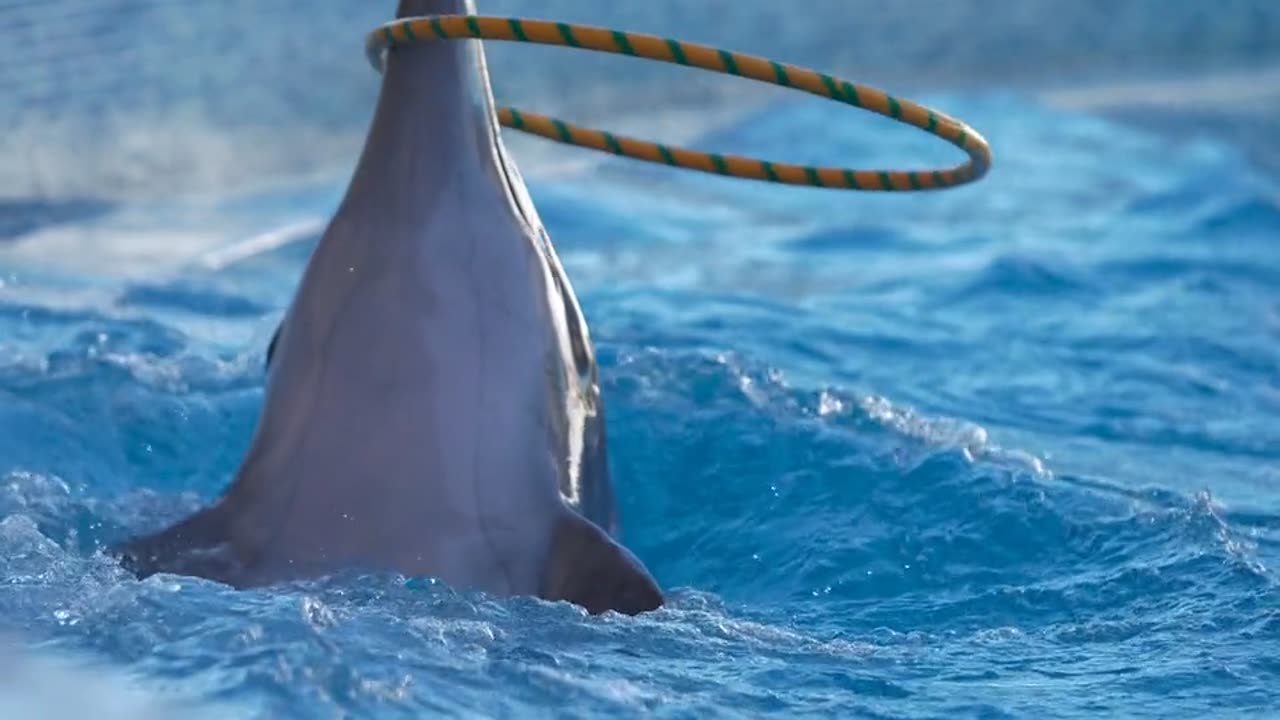 Sharks gaming's video