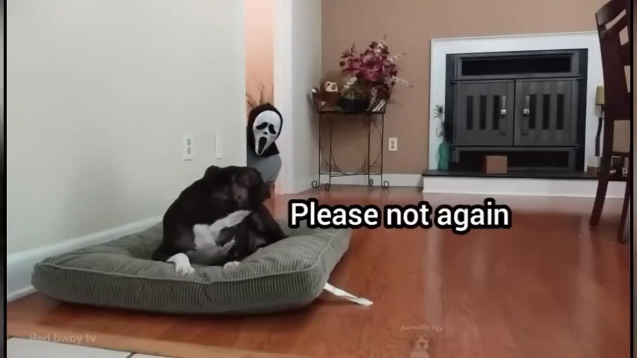 Pranks On Dogs And Cats