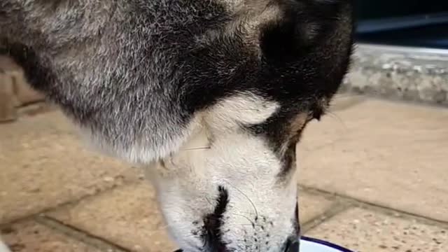 ❤️❤️❤️❤️🐾🐺🐾❤️❤️❤️❤️