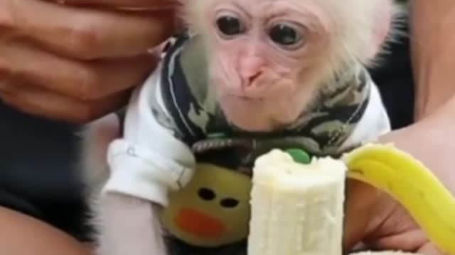 Monkey is eating Banana 🍌