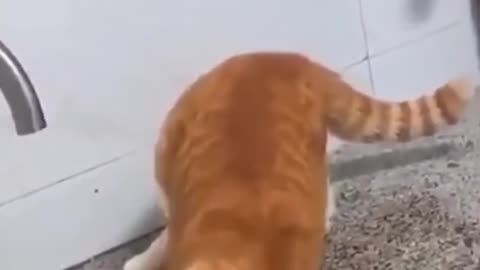 Funny Cats Compilations