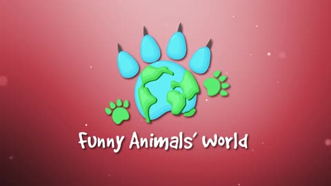 FUNNY ANIMAL WORLD