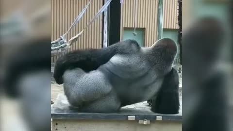Funny Animal Videos Videos 2024