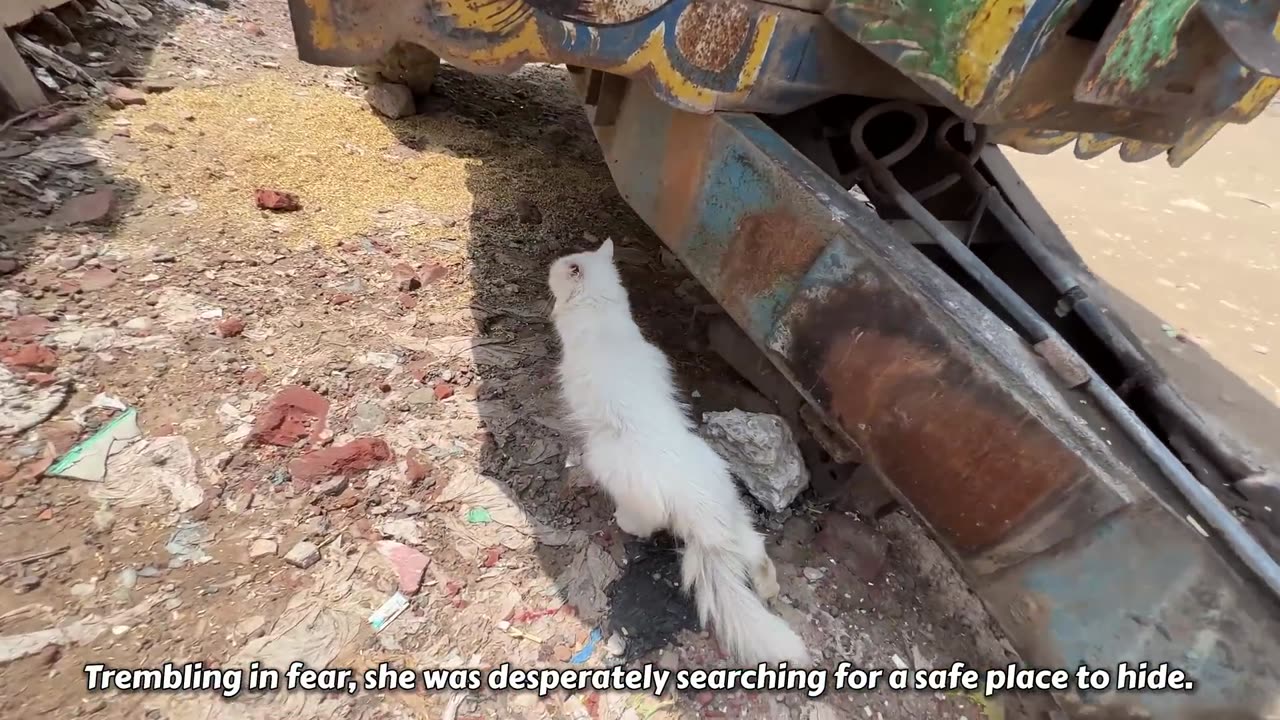 Scared mother cat wanted to take us to her kittens because she saw a big dog near her kittens!