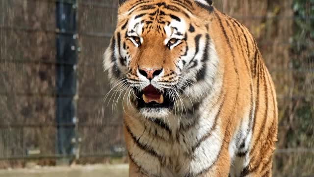 Must See Video : Tiger roaring in forest