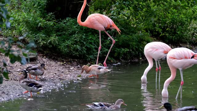 Flamingos and ducks