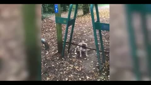 Funny cat😽 vs Gun🔫