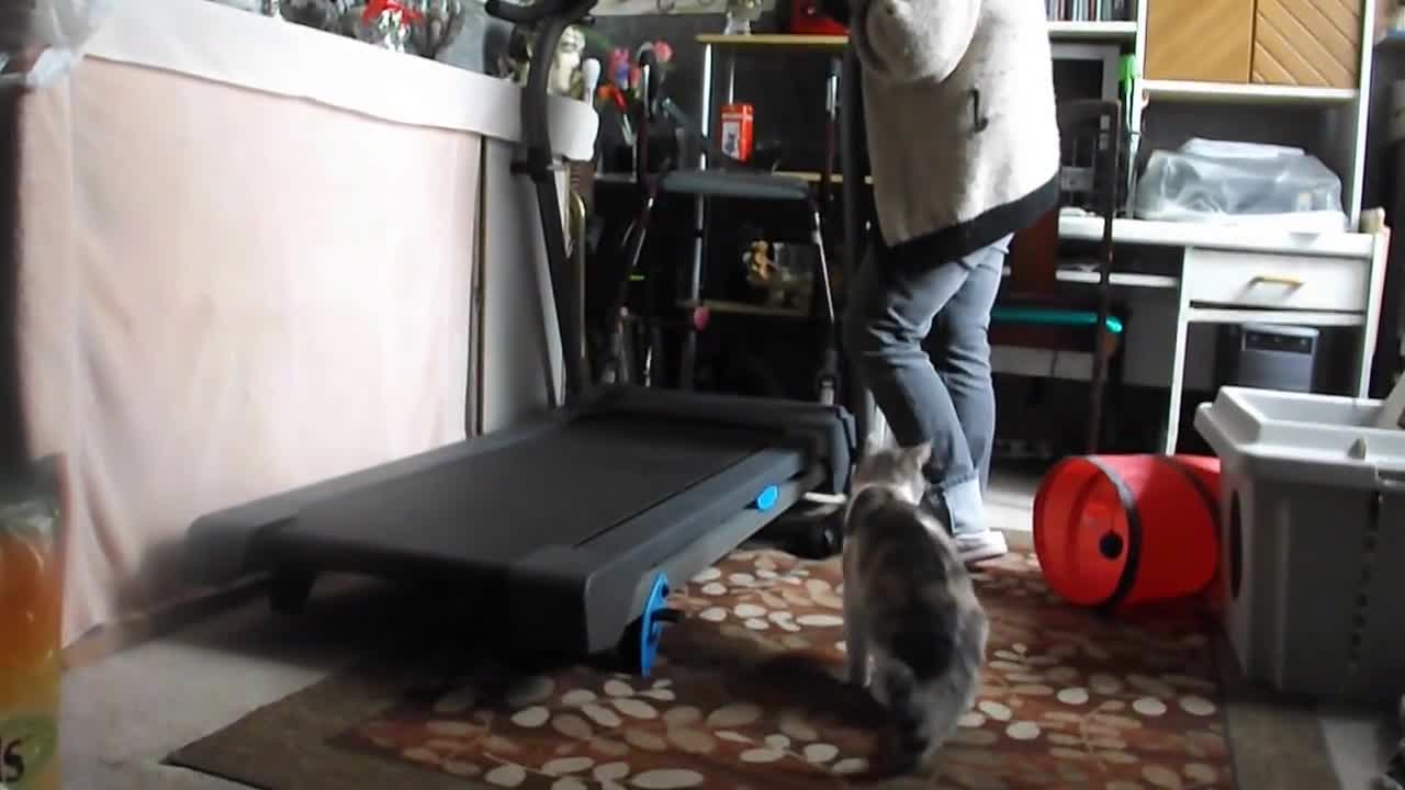 Toy on string gets cat to use treadmill