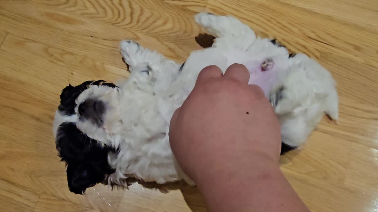 Yuna loves tummy rubs