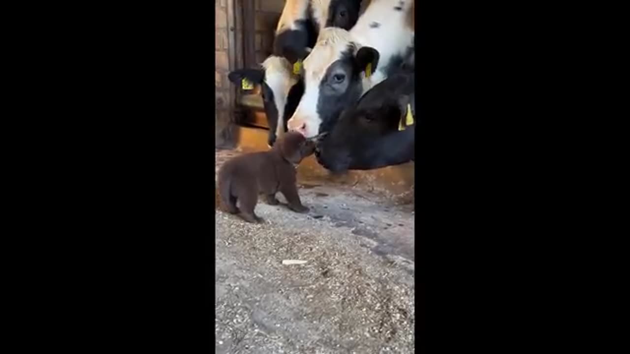 Cute baby animals Videos