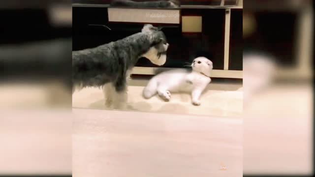 Full Funny Dog Videos//🐶Cute Baby Dogs Enjoy Comedy Videos//wow Animals47.