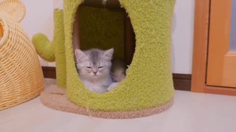 When I gave my half-asleep kitten Churu for the first time, her reaction was so cute...