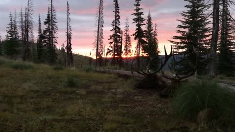 # 13 - Rifle Elk Hunt - casey58