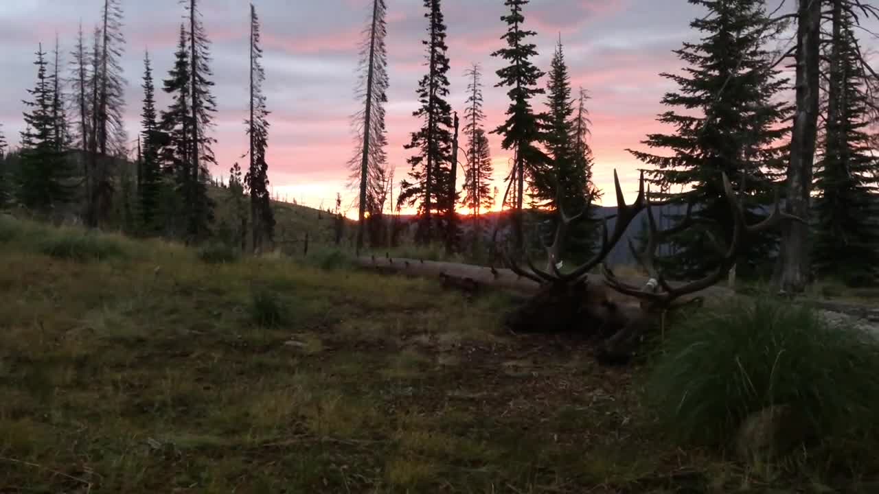 # 13 - Rifle Elk Hunt - casey58