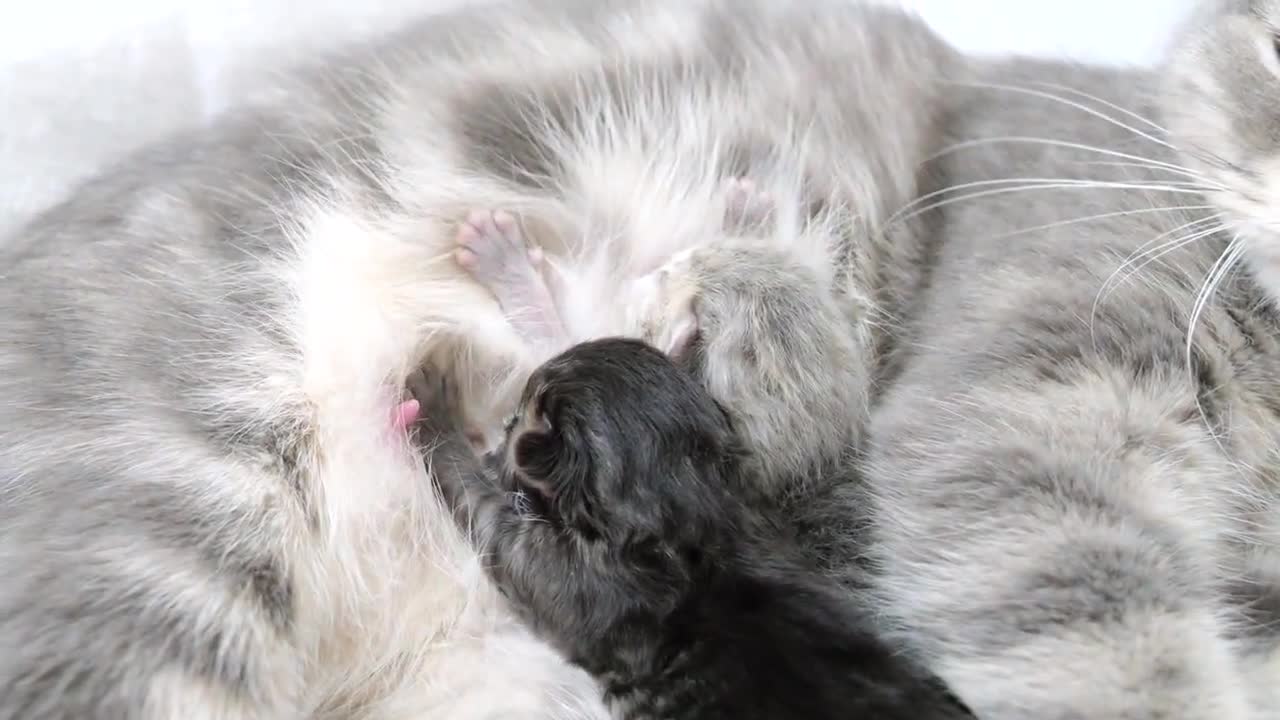 The cutest kitten meow ever